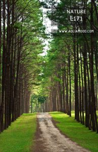 پوستر طبیعت