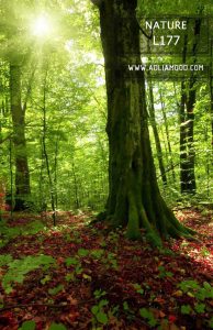 پوستر طبیعت