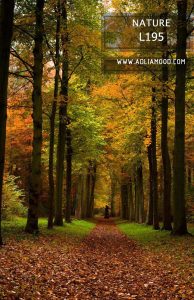 پوستر طبیعت