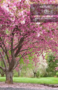 پوستر طبیعت